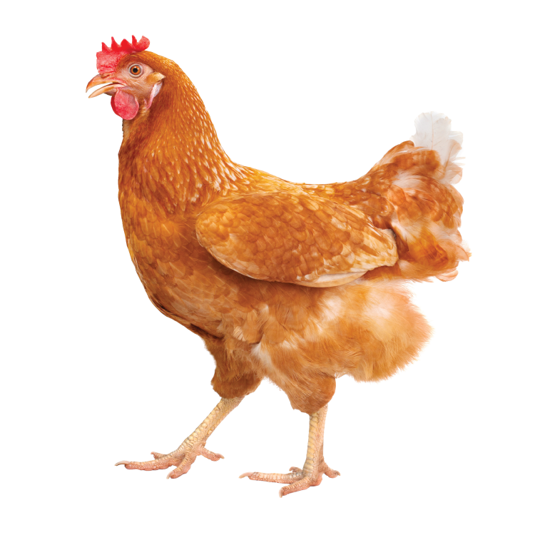 Image of Chicken on White Background