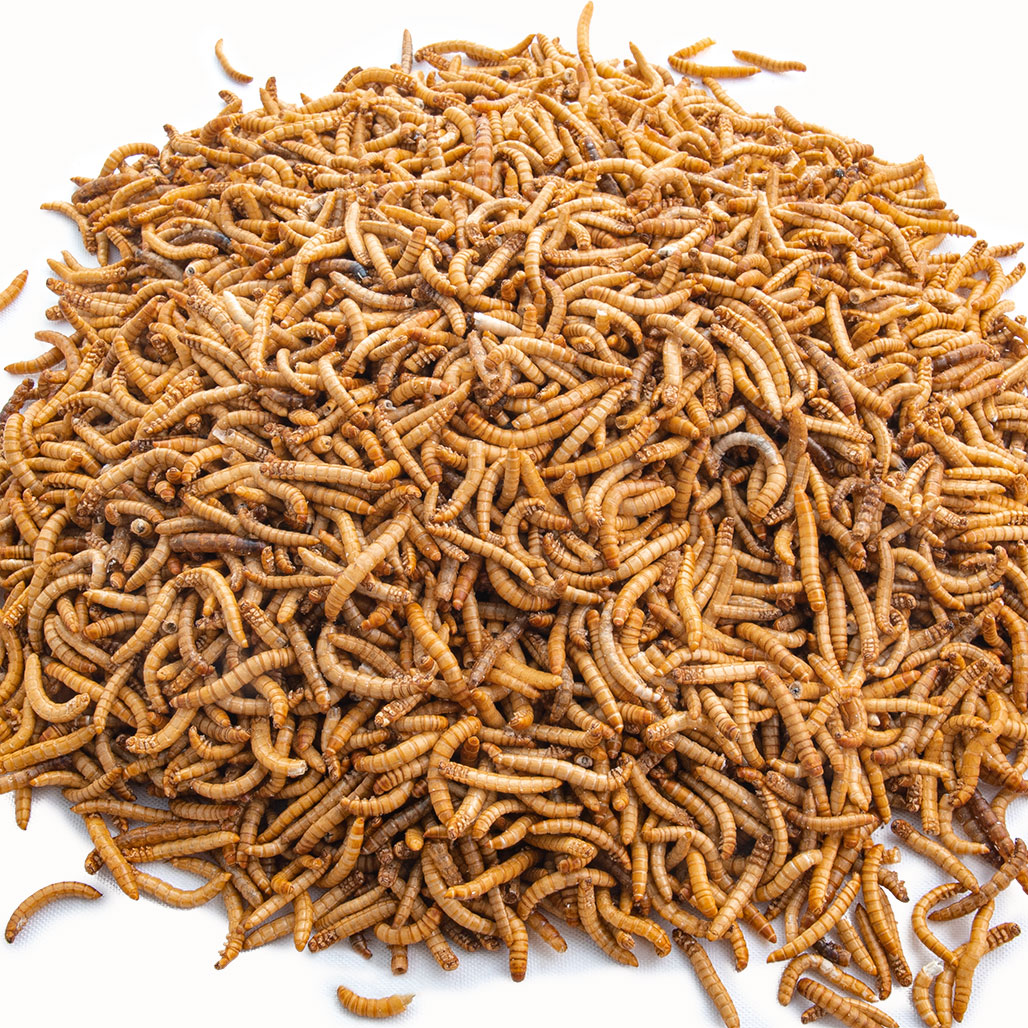 dried-mealworms.jpg