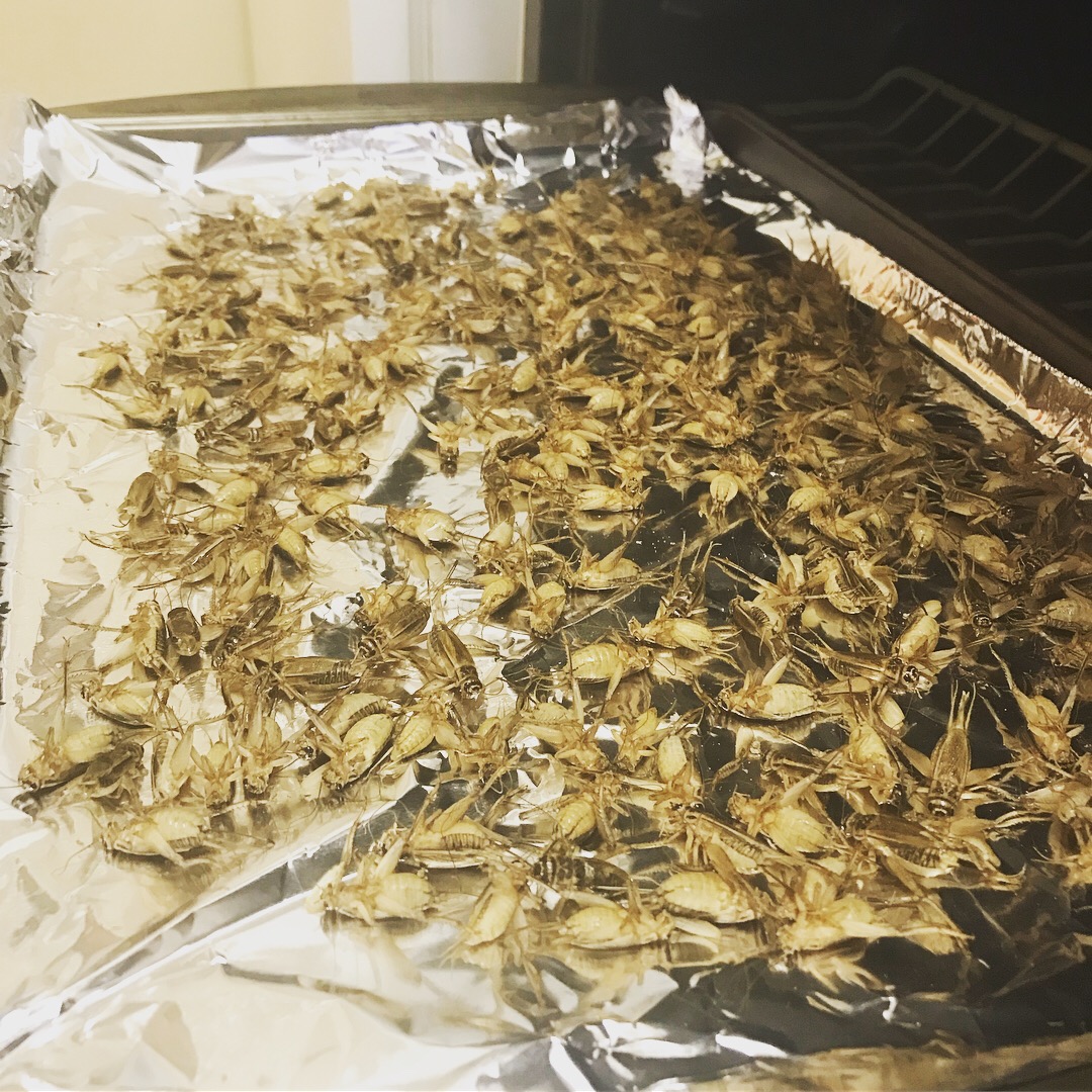 Image of Pan filled with Aluminum Foil and Roasted Crickets covering the top